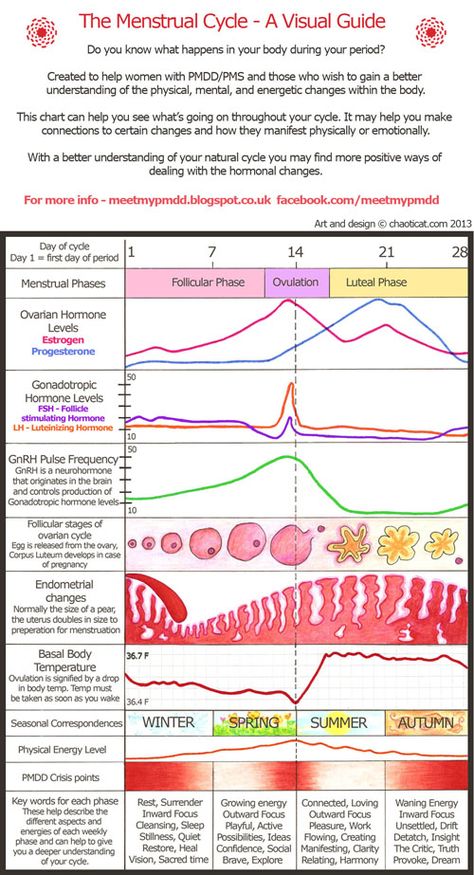 Heart Diet, The Menstrual Cycle, Feminine Health, Menstrual Health, Medical School Studying, Obstetrics And Gynaecology, Reproductive System, Hormone Health, Hormonal Changes