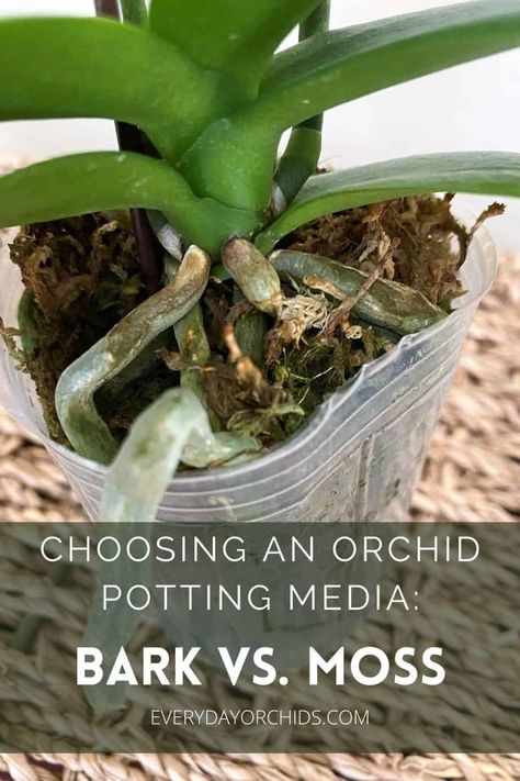 Orchid Care Rebloom, Looking After Orchids, Indoor Orchid Care, Orchid Potting, Orchid Pests, Orchid Propagation, Orchid Potting Mix, Repotting Orchids, Indoor Orchids