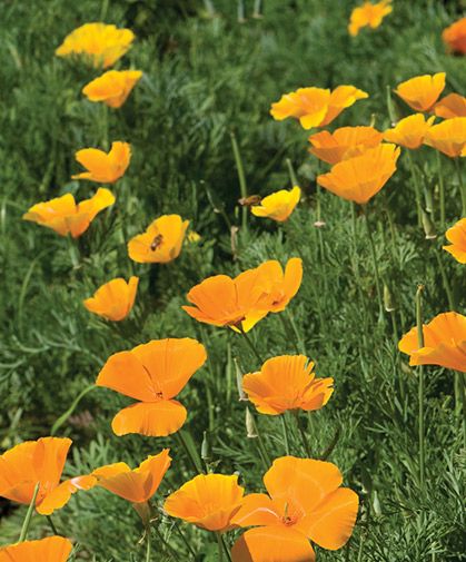 Grow Plants From Seeds, Wildflower Patch, Start A Garden For Beginners, Poppy Flower Seeds, Easy To Grow Plants, Flower Garden For Beginners, Plants From Seeds, California Wildflowers, Start A Garden