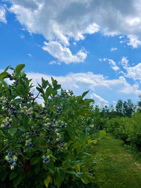 Blueberry field with blue sky Blueberry Field, Blueberry Picking, Blueberry Farm, Strawberry Garden, Flower Picks, Hendrix, Flower Field, First Night, Blue Sky