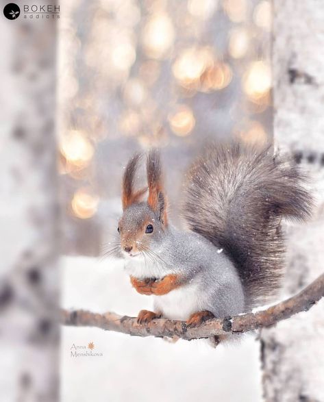 196 Me gusta, 3 comentarios - Bokeh Addicts (@bokeh_addicts) en Instagram: "proudly featuring: @bellluha  Congratulations! 🌟 Selected by: @seticiophotography 🌟 . . . To get…" Winter Squirrel, Nat Geo, Winter's Tale, Photo Art Gallery, Christmas Tea, Christmas Postcard, Winter House, Chipmunks, Sweet Animals