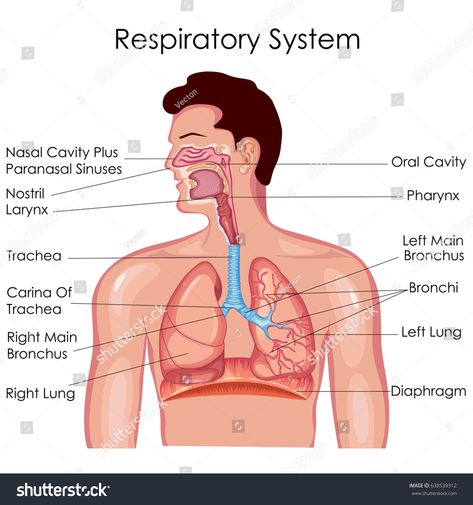 Medical Education Chart of Biology for Respiratory System Diagram. Vector illustration #Ad , #spon, #Chart#Biology#Medical#Education Respiratory System Anatomy, Paranasal Sinuses, Human Respiratory System, The Respiratory System, Breathing Problems, Pulmonary Disease, Respiratory Health, Medical Knowledge, Respiratory System