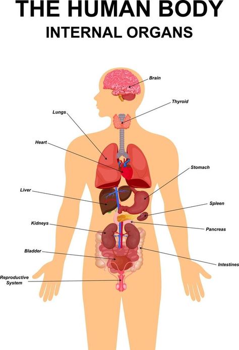 Where Is The Heart Located, Human Internal Organs, Flat Infographic, Male Reproductive System, Science Display, Illustration Heart, Body Human, Human Body Organs, Kidney Detox