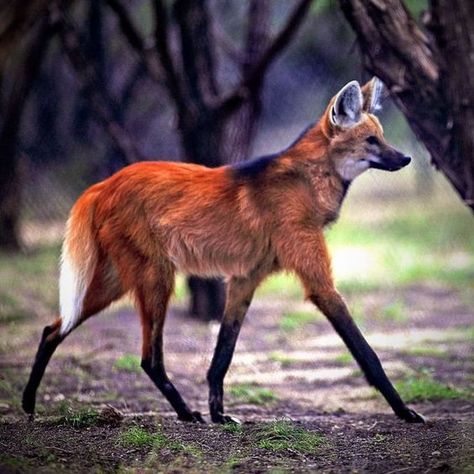 Tattoo Nature, Maned Wolf, Tattoo Aesthetic, Wolf Photography, African Wild Dog, Rare Animals, About Animals, Pretty Animals, Foto Art