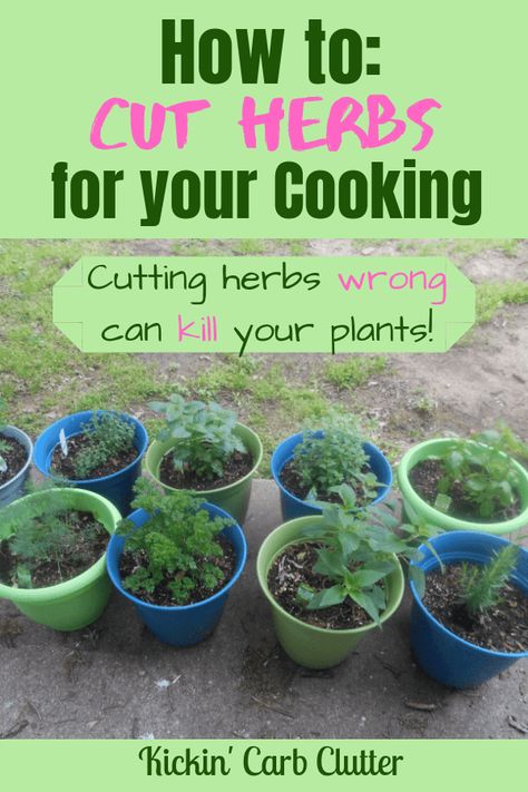 Cooking Herbs, Kitchen 2020, Garden Types, Veg Garden, Indoor Herb Garden, Herbs Indoors, Home Vegetable Garden, Food Garden, Growing Herbs