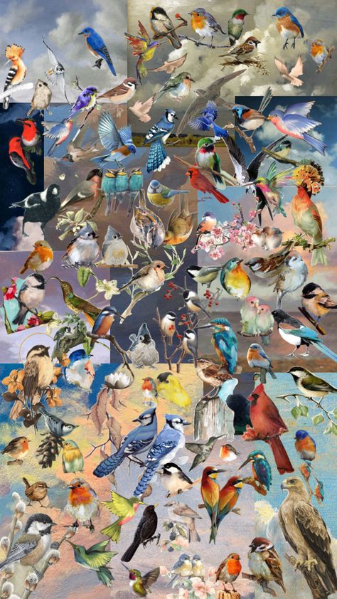 Birds Mood Board, Bird Mood Board, Birding Aesthetic, Bird Watching Aesthetic, Collage Sky, Shuffles Collage, Birds Aesthetic, Birds Collage, Bird Collage