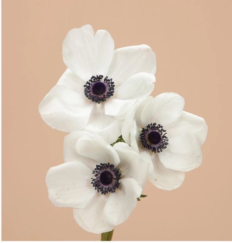 Butterfly Ranunculus, Planters Indoor, Indoor Pots, White Ranunculus, Plant A Garden, Living Garden, White Anemone, English Cottages, White Petals