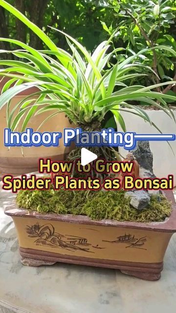 K.C. Chan Stanley on Instagram: "10th Aug 2024 (Saturday) Location: Kuala Lumpur, Malaysia" Spider Plant Bonsai, Malaysia Instagram, Grow Celery, Growing Bonsai, Spider Flower, Bonsai Forest, Inside Garden, Tiny Garden, Green Photography