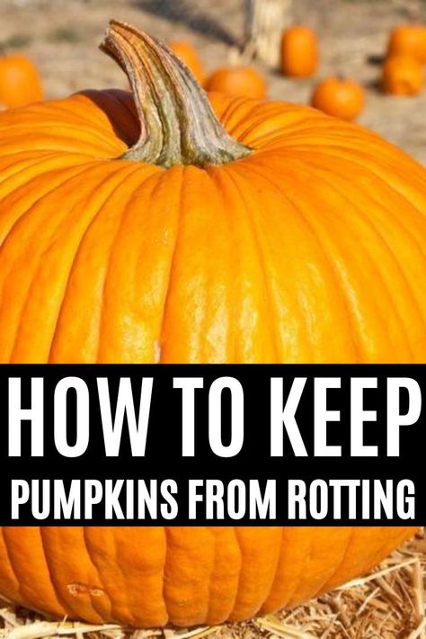 Preserving Pumpkins, Diy Pumpkin Carving, Pumpkin Carving Tips, Pumpkin Carving Patterns Free, Cute Pumpkin Carving, Pumpkin Carving Tools, Creative Pumpkin Carving, Easy Pumpkin Carving, Pumpkin Carving Ideas