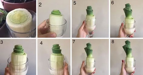 Regrow From Scraps, Regrow Green Onions, Regrow Vegetables, Growing Ginger, Avocado Seed, Growing Garlic, Avocado Tree, Growing Veggies, Food Scraps