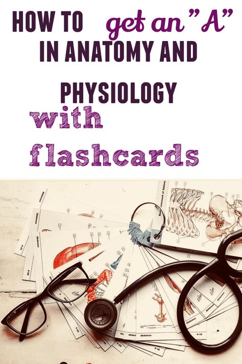 Study Anatomy And Physiology, Physiology Flashcards, How To Study Anatomy, Veterinary Anatomy, Nursing School Studying Cheat Sheets, Study Anatomy, Anatomy Flashcards, Veterinary School, Gross Anatomy