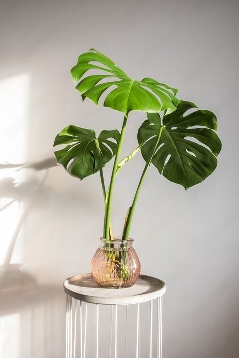 13 Big Leaf Houseplants that Grow in Just Water Monstera In Fish Tank, Hydro Plant, Big Leaf Plants, Water Plants Indoor, Plants Grown In Water, Indoor Water Garden, Arrowhead Plant, Betta Tank, Mom Era