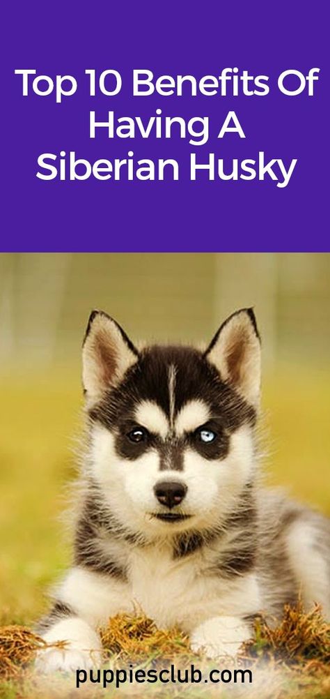 top-10-benefits-siberian-husky Dogs Tattoos, Husky Facts, Siberian Husky Facts, Tattoos Dog, Dogs Tattoo, Husky Puppies, Toy Dogs, Designer Dogs, Thick Coat