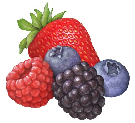 Fruit illustration of berries including strawberry, blueberry, blackberry and raspberry. Berries Illustration, Fruit Art Drawings, Strawberry Art, Fruit Clipart, Fruits Drawing, Strawberries Blueberries, Watercolor Fruit, Strawberry Blueberry, Fruit Illustration