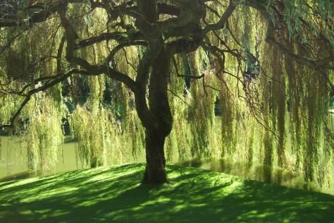 I've always wanted a weeping willow in my yard :) so I could read under it! I will get one some day. Fast Growing Shade Trees, Weeping Willow Tree, Weeping Willow, Tree Photography, Shade Trees, Willow Tree, Tree Wedding, Garden Trees, Green Grass