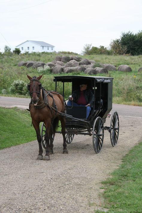 .Amish horse & buggy Horse Buggy, Amish Buggy, Horse Drawn Wagon Drawing, Carriage With Horse, Amish Horse And Buggy, Horse Wagon, Wood Wagon, Amish Farm, Amish Culture