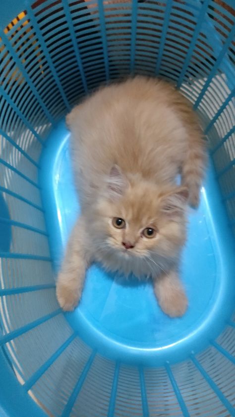 Persian Cats For Sale | Pune, MH Cute Persian Cats, Orange Persian Cat, Persian Cat Doll Face, Persian Cats For Sale, Joker Hd Wallpaper, Persian Cats, Happy Birthday Art, Persian Kittens, Cats For Sale