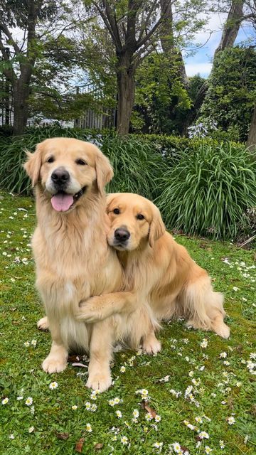 Perros Golden Retriever, Cute Dogs Images, 골든 리트리버, Super Cute Puppies, Cute Animals Puppies, Very Cute Dogs, Cute Dog Photos, Really Cute Dogs, Dog Adventure