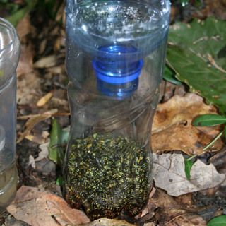 Yellow Jacket Trap, Hornet Trap, Yellow Jacket Wasp, Carpenter Bee Trap, Wasp Traps, Bee Traps, Pinterest Garden, Soda Bottle, Bug Repellent