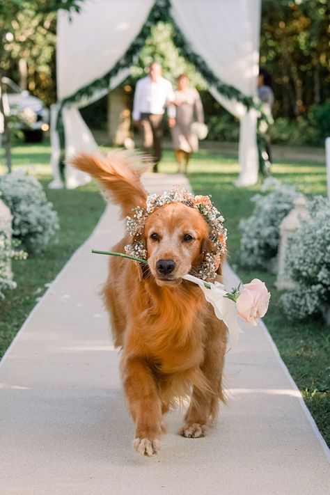 Dogs Part of Entourage | Philippines Wedding Blog Pony Boy, Dream Marriage, Dream Beach Wedding, Dream Wedding Decorations, Theme Nature, Dream Wedding Venues, Stay Golden, Wedding Pets, Dream Wedding Ideas Dresses