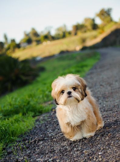 Shih Tzu : caractère, santé, alimentation, prix et entretien Best Hypoallergenic Dogs, Dog Breeds That Dont Shed, Perro Shih Tzu, Chien Shih Tzu, Hypoallergenic Dog Breed, Top Dog Breeds, Shitzu Puppies, Maltese Shih Tzu, Hypoallergenic Dogs