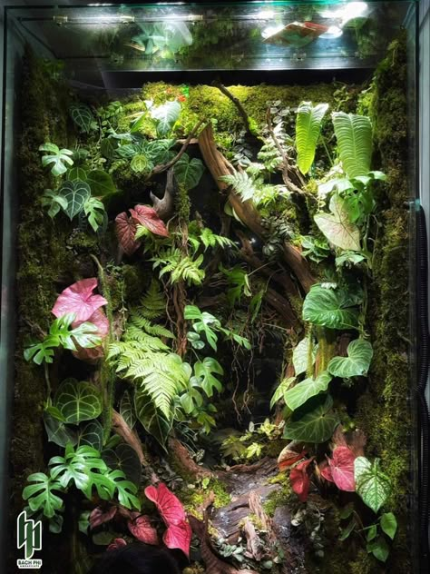 Mini Terrarium Ideas, Frog Setup, Tree Frog Enclosure, Jungle Terrarium, Big Terrarium, Dart Frog Tank, Rainforest Terrarium, Gecko Enclosure Ideas, Crested Gecko Enclosure