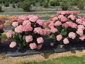 Pink Annabelle Hydrangea, Hydrangea Incrediball, Hydrangea Arborescens Incrediball, Incrediball Hydrangea, Hardy Hydrangea, Annabelle Hydrangea, Hydrangea Serrata, Hydrangea Landscaping, Hydrangea Shrub