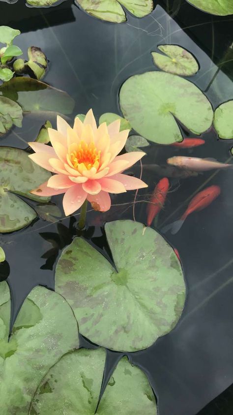 Nature Aesthetic Flower, Plants Beautiful, Water Lilies Painting, Koi Art, Aesthetic Pretty, Aesthetic Flower, Lily Pond, Flower Therapy, A Pond