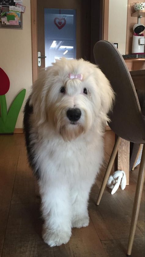 English Sheepdog Puppy, Old English Sheepdog Puppy, Sheep Dog Puppy, Sheep Dogs, Sheep Dog, จีซอง Nct, English Sheepdog, Old English Sheepdog, Fluffy Dogs