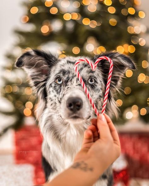 Christmas Photoshoot With Dog Picture Ideas, Dog Christmas Photoshoot Studio, Christmas Dogs Wallpapers, Christmas Wallpaper Dog, Puppy Christmas Pictures, Dog Letterboard, Dog Laptop Wallpaper, Dog Photoshoot Christmas, Fall Dog Photoshoot