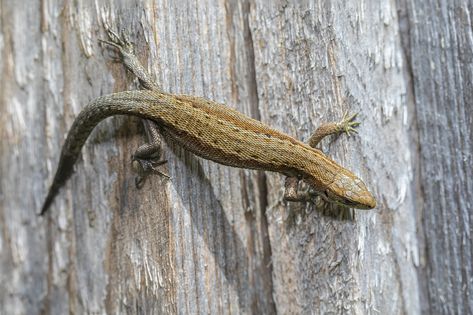 Reptile Lizard Brown, #Reptile, #Brown, #Lizard Giant Huntsman Spider, Animalia Kingdom, Crawling Animals, Crocodile Species, Crab Species, Giant African Land Snails, Ant Species, Queen Ant, Types Of Spiders