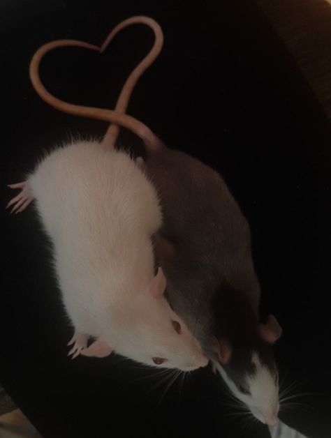 Cute Rat Aesthetic, Funny Rats, Lab Rats, Cute Rats, Sock Drawer, Mouse Rat, Pet Rats, Silly Animals, Cute Animal Photos