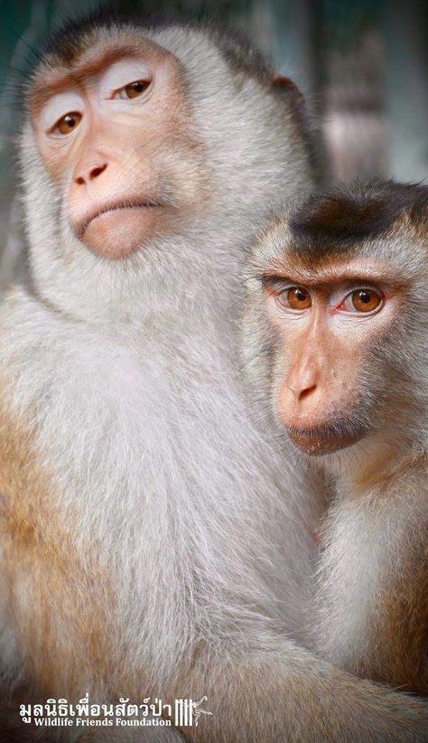 Sun Wu Kong, Two Monkeys, Macaque Monkey, Japanese Macaque, Wu Kong, Monkey Pictures, Save Our Planet, Journey To The West, Animals And Nature