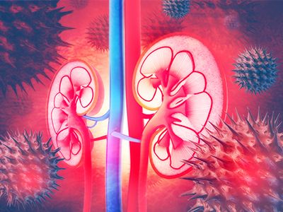 Renal Physiology, Renal Cell Carcinoma, Cell Forms, Essential Oils For Pregnancy, Kidney Diet, Chronic Kidney, Kidney Health, Disease