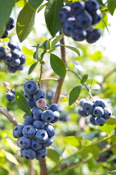 Highbush blueberries produce tons of fruit, with pretty springtime blossoms and foliage that turns bright colors in the fall. Grow your own and enjoy a harvest of delicious, nutritious berries fresh from your own garden. Learn how to grow highbush blueberries now on Gardener's Path. #blueberry #growyourown #gardenerspath Pink Lemonade Blueberry, Blueberry Varieties, White Flowering Shrubs, Healthy Starters, Highbush Blueberry, Evergreen Bush, Pink Spring Flowers, Blueberry Plant, Berry Plants