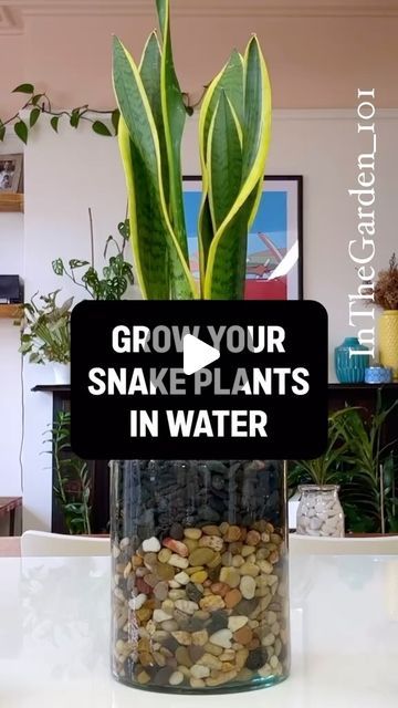 Snake Plant Planter Ideas, Snake Plant In Water Vase, How To Fill Big Planters Large Pots, Snake Plant Decor Ideas, Snake Plants In Water, Snake Plant Decor, Snake Plant Indoor, Water Plants Indoor, Plants Grown In Water