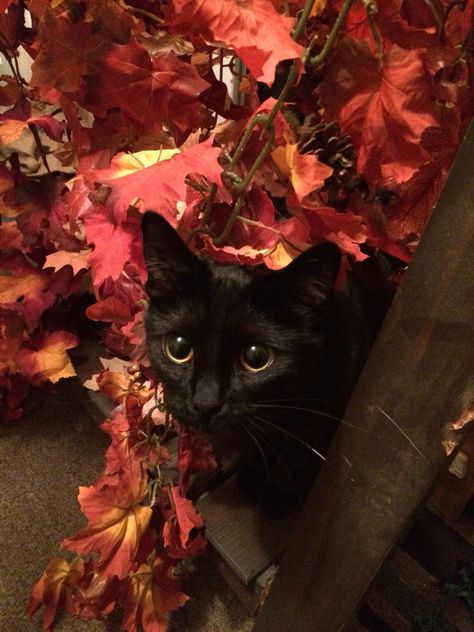 Cat In Autumn, Black Cat Autumn, Black Cats Halloween, Fall Cat, Black Cat Aesthetic, Fall Cats, Curious Cat, Domestic Cat, Yellow Leaves