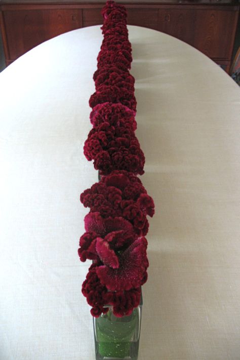 row of coxcomb / celosia in rectangle vases Rectangle Vases, Rectangle Vase, Flower Centerpieces, Floral Arrangements, Bouquets, Wedding Ideas, Universe, Baby Shower, Vase