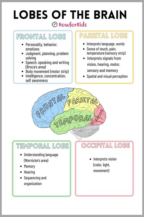 The Human Brain is "a control center" that commands our entire organism. Anatomy For Kids, Nervous System Parts, Sense Organs, Nervous System Anatomy, Brain Nervous System, Psychology Notes, Nursing School Essential, Occupational Therapy Assistant, Nurse Study Notes