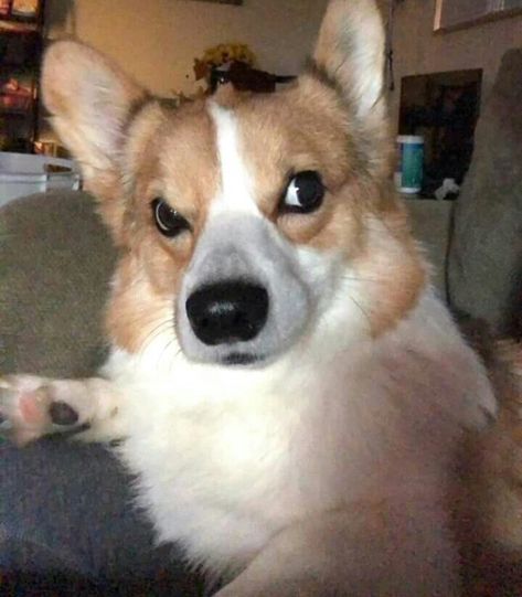 Funny Corgi Pictures, Corgi Sploot, Waterproof Door, Corgi Pictures, Corgi Funny, Hallway Bathroom, Animal References, Funny Animal Photos, Silly Cats Pictures