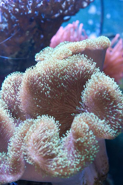 Toadstool coral Saltwater Tank, Toadstool Coral, Coral Reef Ecosystem, Saltwater Fish Tanks, Salt Water Fish, Beautiful Sea Creatures, Marine Aquarium, Underwater Creatures, Underwater Life