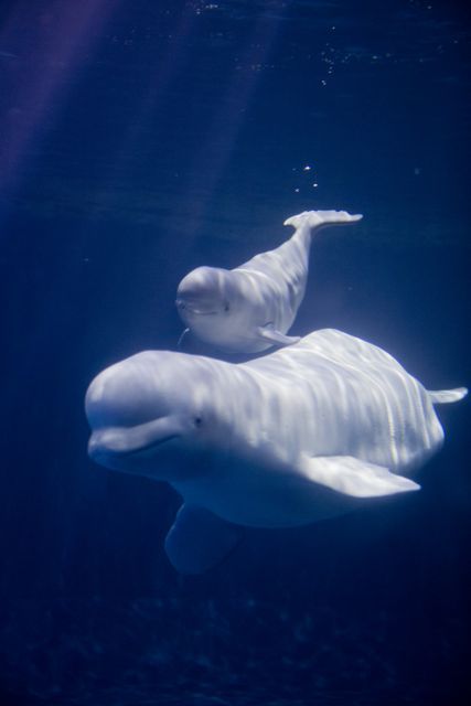 Shedd Aquarium's Baby Beluga Thriving In Its First Week: Baby Beluga, Beluga Whales, Animal Spirit Guide, Shedd Aquarium, Animal Spirit Guides, Animal Medicine, Animal Guides, Beluga Whale, Marine Mammals