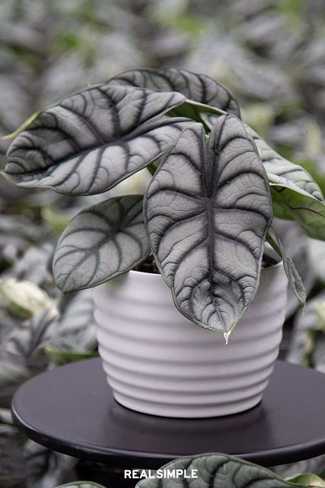 Alocasia Baginda, Alocasia Silver Dragon, Alocasia Plant, Indoor Flowering Plants, Green Veins, Purple Plants, Merritt Island, Pothos Plant, Pink Plant