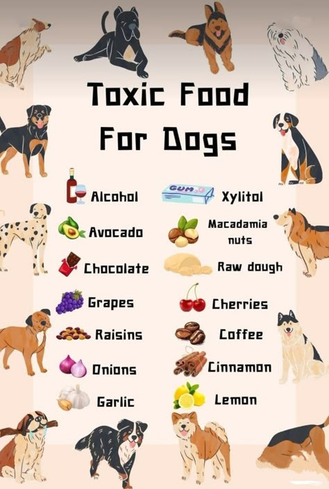 Toxic Foods For Dogs, Foods For Dogs, Foods Dogs Can Eat, Dog Medicine, Dog Remedies, Dogs Tips, Dog Advice, Healthy Dog Treats Homemade, Food For Dogs