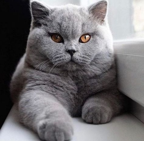 British Blue Cat, British Shorthair Kittens, Hilarious Pictures, Fennec Fox, Shorthair Cat, British Shorthair Cats, Gray Cat, Scottish Fold, Cat Photography