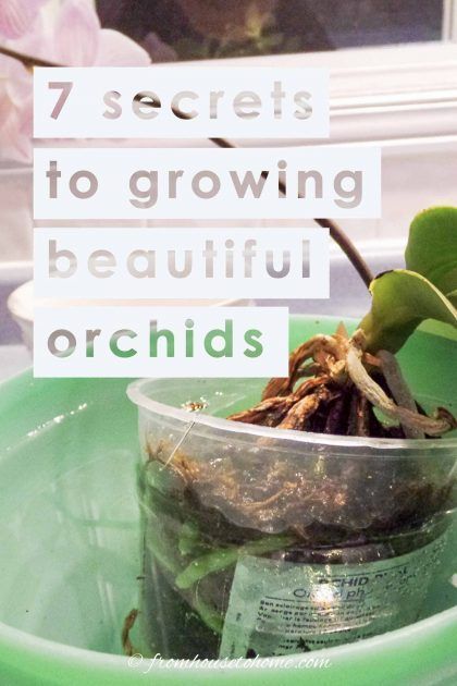 These tips to orchid care for beginners are great! Find out all the basics for growing indoor orchids in pots. #fromhousetohome #orchids #gardening #indoorplants  #containergardening Caring For Orchids, Orchid Propagation, Indoor Gardening Supplies, Repotting Orchids, Orchids In Water, Indoor Orchids, Orchid Fertilizer, Orchid Plant Care, Orchid Roots