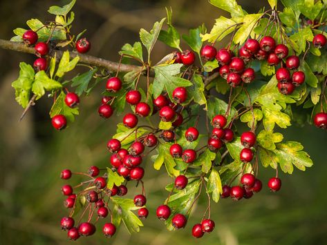 9 Impressive Health Benefits of Hawthorn Berry High Cholesterol Diet, Benefits Of Berries, Hawthorn Tree, Hawthorn Berry, Bowl Of Cereal, Asthma Symptoms, Digestion Problems, Small Trees, Herbal Remedies