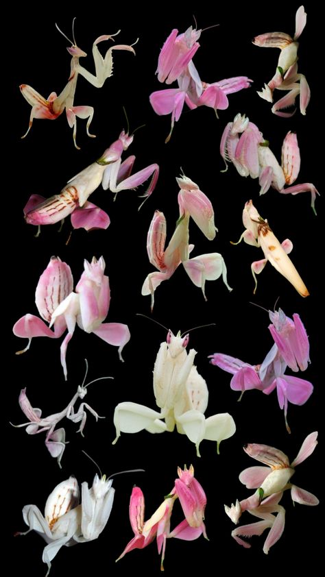 #prayingmantis #orchid #orchidmantis #bugs Orchid Mantis, Cool Insects, Cool Bugs, Bug Art, Beautiful Bugs, Creepy Crawlies, Insect Art, Bugs And Insects, Love Bugs