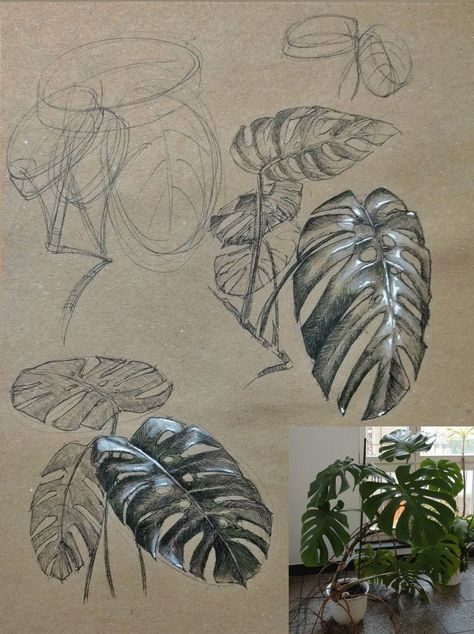 ArtStation - cgma_ds1_plantstudies 2 Plant Sketches, Botanical Sketchbook, Natural Form Art, Plant Study, A Level Art Sketchbook, Observational Drawing, Nature Sketch, Art Drawings Sketches Pencil, Artist Sketchbook