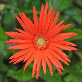 Gerbera Jamesonii, African Plants, Perennial Herbs, Attracting Bees, Florist Shop, Flower Therapy, Gerbera Daisy, Growing Seeds, Outdoor Patio Decor